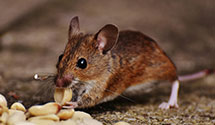 24 Hour & Emergency Exterminators in Osbornville, NC